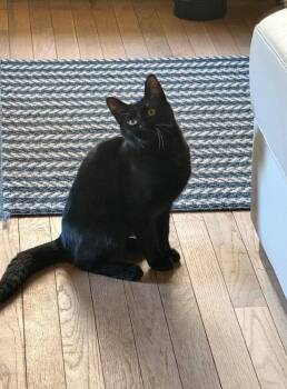 Lia -  Domestic Short Hair Cat for Adoption in Port Barrington, Illinois - Lia | PetCurious