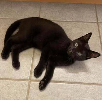 Rescue Domestic Short Hair Cats for Adoption in Littlestown, Pennsylvania - Tuffnut (foster Kitten) | PetCurious