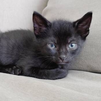 Bagheera -  Domestic Short Hair Cat for Adoption in Greenville, South Carolina - Bagheera | PetCurious