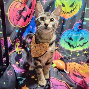 Rescue Tabby and Domestic Short Hair Cats for Adoption in Tulsa, Oklahoma - Harvey | PetCurious