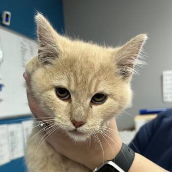 Rescue Domestic Short Hair Cats for Adoption in Vineland, New Jersey - Knuckles | PetCurious