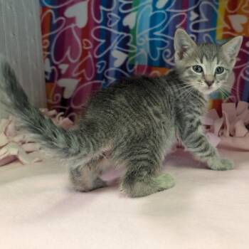 Andres -  Domestic Short Hair Cat for Adoption - Andres | PetCurious