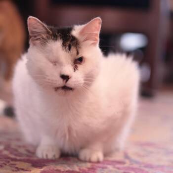 Angel -  Domestic Short Hair and Mixed Breed Cat for Adoption in Philadelphia, Pennsylvania - Angel | PetCurious