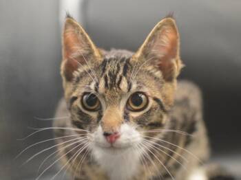 TJ -  Domestic Short Hair Cat for Adoption in Portland, Oregon - TJ | PetCurious