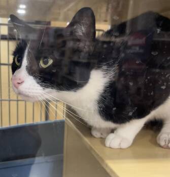 Domestic Short Hair Cats Available for Adoption in Charlotte, North Carolina - Bones | PetCurious