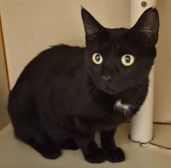 Geneva -  Domestic Short Hair Cat for Adoption in Christiansburg, Virginia - Geneva | PetCurious