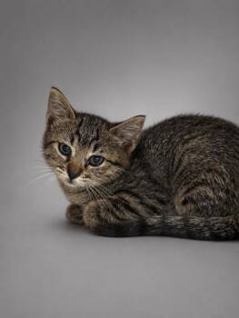 Spicy -  Domestic Short Hair Cat for Adoption in Bowling Green, Kentucky - Spicy | PetCurious