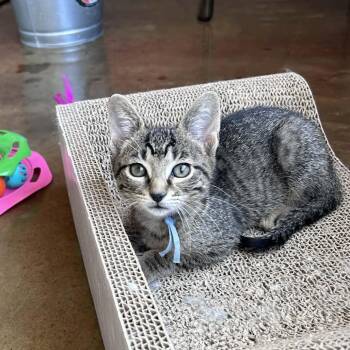 Domestic Short Hair Cats Available for Adoption in Green Bay, Wisconsin - S