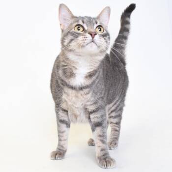 Emmie -  Domestic Short Hair Cat for Adoption in Springfield, Illinois - Emmie | PetCurious