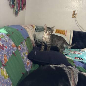 Robert -  Domestic Short Hair Cat for Adoption in Houston, Texas - Robert | PetCurious