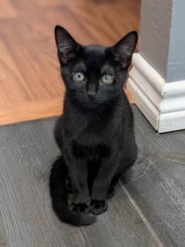 Josie A219457 -  Domestic Short Hair Cat for Adoption in Plano, Texas - Josie A219457 | PetCurious