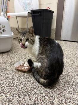 Domestic Short Hair Cats Available for Adoption in Westland, Michigan - Shilow | PetCurious