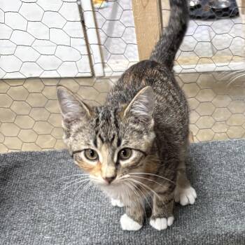 Apricot -  Domestic Short Hair Cat for Adoption in Faribault, Minnesota - Apricot | PetCurious