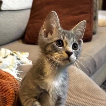 Robert -  Domestic Short Hair Cat for Adoption in Potomac, Maryland - Robert | PetCurious