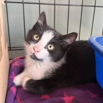 Habanero -  Domestic Short Hair Cat for Adoption in Spokane, Washington - Habanero | PetCurious