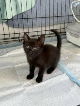 Glitter -  American Shorthair Cat for Adoption in Town 