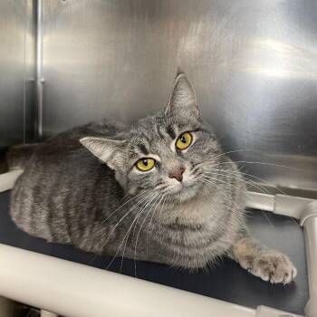 Domestic Short Hair Cats Available for Adoption in Roanoke, Virginia - Fig | PetCurious