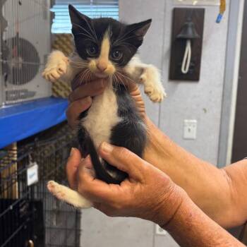 Turbo -  Domestic Short Hair Cat for Adoption in Hinesville, Georgia - Turbo | PetCurious