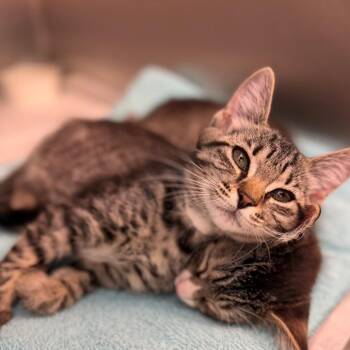 Dakota -  Domestic Short Hair Cat for Adoption in Sarasota, Florida - Dakota | PetCurious