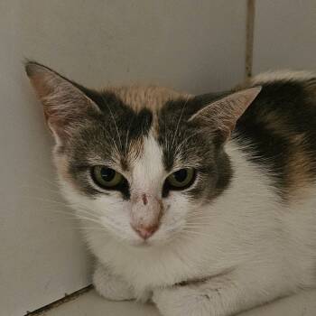 Rescue Domestic Short Hair Cats for Adoption in Brighton, Missouri - Kirby | PetCurious