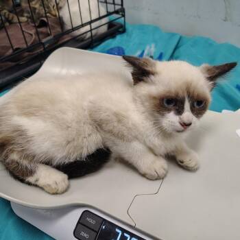Carnival -  Snowshoe Cat for Adoption in Coos Bay, Oregon - Carnival | PetCurious