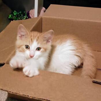 Phantom of the Opurra -  Domestic Short Hair Cat for Adoption in Dearborn, Michigan - Phantom Of The Opurra | PetCurious