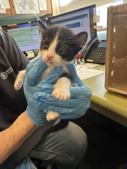A122943 -  Domestic Short Hair Cat for Adoption in West Valley City, Utah - A122943 | PetCurious