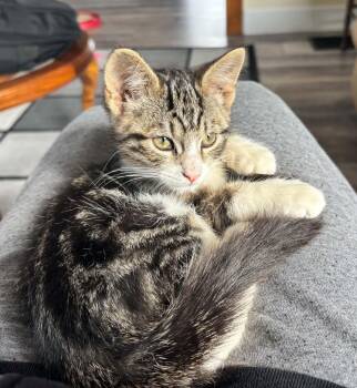 Sgt. Tibbs -  Domestic Short Hair Cat for Adoption in Shakespeare, Ontario - Sgt. Tibbs | PetCurious