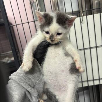 Wolfsbane -  Domestic Short Hair Cat for Adoption in Binghamton, New York - Wolfsbane | PetCurious