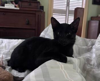 American Bobtail and Domestic Short Hair Cats Available for Adoption - Maxwell Edison | PetCurious