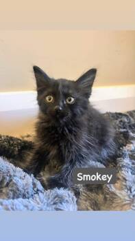 Smokey -  Domestic Long Hair Cat for Adoption in St. George, Utah - Smokey | PetCurious