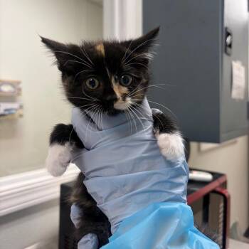 Acrylic Paint -  Domestic Short Hair Cat for Adoption in Pekin, Illinois - Acrylic Paint | PetCurious