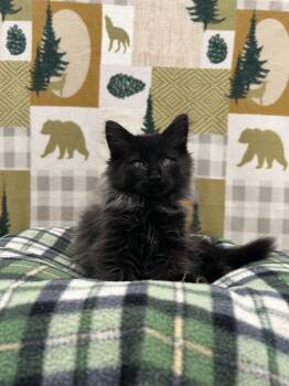 Rescue Domestic Long Hair Cats for Adoption in Brookings, Oregon - Fabio | PetCurious