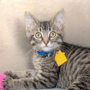 TURNER -  Domestic Medium Hair Cat for Adoption in St. Louis, Missouri - TURNER | PetCurious