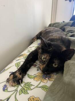 Domestic Short Hair Cats Available for Adoption - Hazel | PetCurious