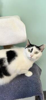 Rescue Domestic Short Hair Cats for Adoption in Holland, Michigan - Bubba | PetCurious