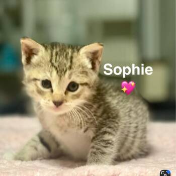 Sophie -  Domestic Short Hair Cat for Adoption in Peachtree City, Georgia - Sophie | PetCurious