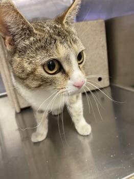 Domestic Short Hair Cats Available for Adoption in Victorville, California - Hilda | PetCurious