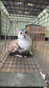 Siamese Cats Available for Adoption in New Braunfels, Texas - Oldham Feral 3 | PetCurious