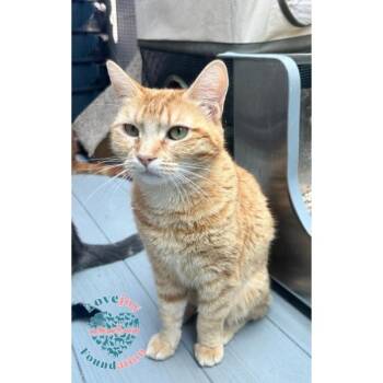 Ginger -  Domestic Short Hair Cat for Adoption in Inglewood, California - Ginger | PetCurious