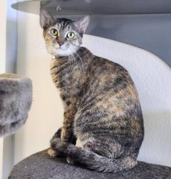 TIGER -  Domestic Short Hair Cat for Adoption in Houston, Texas - TIGER | PetCurious
