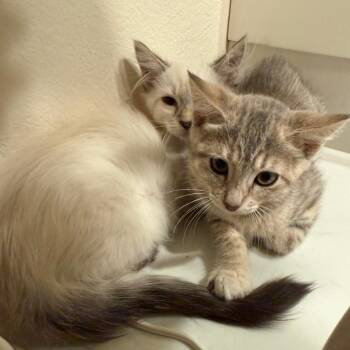 Taco -  Domestic Medium Hair and Domestic Short Hair Cat for Adoption in Tustin, California - Taco | PetCurious