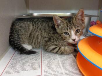 LARRY -  Tiger Cat for Adoption in Delhi, New York - LARRY | PetCurious