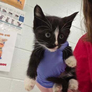 Rain -  Domestic Short Hair Cat for Adoption in Chattanooga, Tennessee - Rain | PetCurious