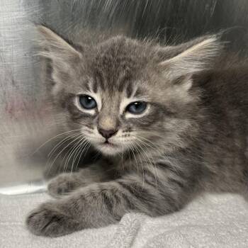 Silver -  Domestic Medium Hair Cat for Adoption in Palm Springs, California - Silver | PetCurious