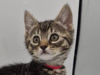 Zev -  Domestic Short Hair Cat for Adoption in Portland, Oregon - Zev | PetCurious