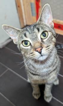 Rescue Tabby Cats for Adoption in London, Ontario - Sadie 1yr | PetCurious