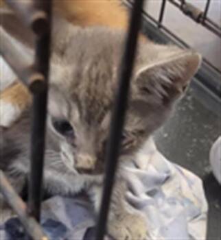 JANE -  Domestic Short Hair Cat for Adoption in Fort Walton Beach, Florida - JANE | PetCurious