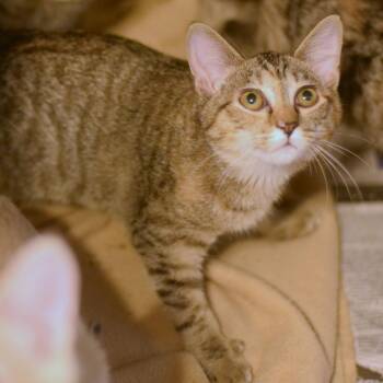 Wendy -  Domestic Short Hair Cat for Adoption in Belleville, Illinois - Wendy | PetCurious