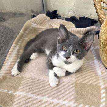 River -  Domestic Short Hair Cat for Adoption in Monroe, Michigan - River | PetCurious